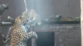 Amur leopard mother tries to stop naughty cub from climbing