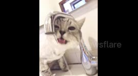 Cute cat drinks water from pipe