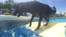 Surfing dog repeatedly jumps on and off bodyboard to play fetch