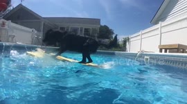 This dog takes game of 'fetch' to awesome new levels