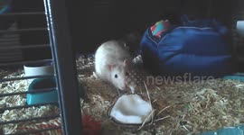 Sharing Coconut With the Rats at Sunrise Sanctuary