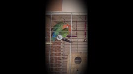 Lovebirds in love