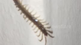 Garden Centipede on wall