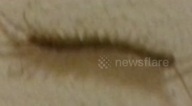 Garden Centipede has 30 legs