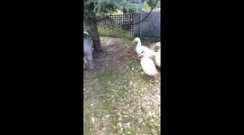 Ducks not impressed by cute pig butt