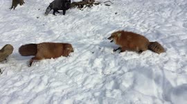 Newsflare Edit - Japanese foxes playfighting in the snow