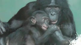 Bonobo mum stops baby from falling off ledge