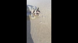 A wet dog walk by the beach