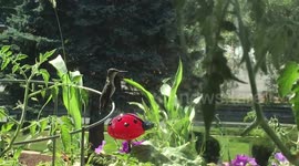 Close up view of hummingbird