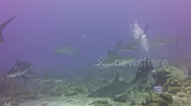 Shark Feeding Frenzy