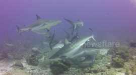Stunning footage of a shark feeding frenzy underwater