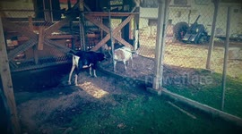 Goat Wars