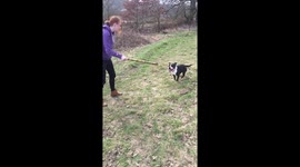 Slow motion dog jump