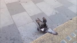 Pigeon FIght in Bond Street