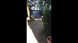 Taking a ride with a new dog