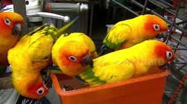 Pet Parakeets perched on front bar on motorbike
