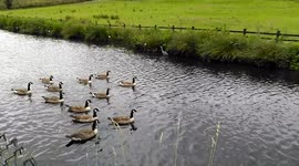 Heron and Geese Standoff