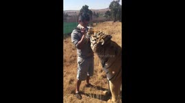 Siberian tiger gets a bottle of milk