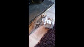 Frustrated bearded dragon attempts to open box full of bugs