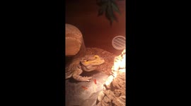 Bearded dragon eats locust