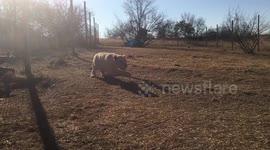 Aleks a very playfull lioness