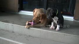 Puppy torments older dog to get his toy