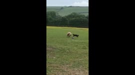 Hilarious role reversal and sheep dog being chased by a sheep