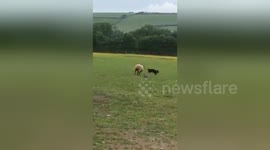 Newsflare Edit - Hilarious role reversal and sheep dog being chased by a sheep