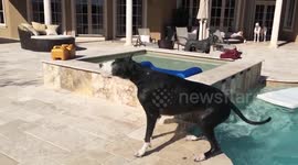 Funny Great Dane shakes in slow motion