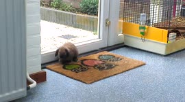 funny baby bunny