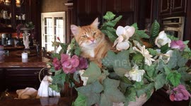 Funny Cat climbs into bowl of flowers