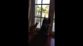 Great Dane and Cat are mesmerized by Squirrel