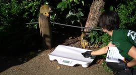 ZSL London Zoo holds Annual weigh-in
