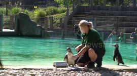 ZSL London Zoo holds Annual weigh-in