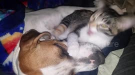 Vicious Kitten Mauls Hound Dog
