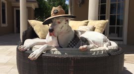 Great Dane relaxes on lounger with his sun hat