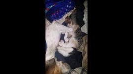 Cute kitten cuddles dog during nap