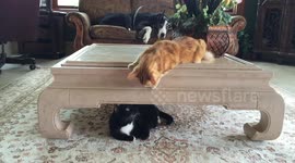 Katie the Great Dane Referees Cat Fight