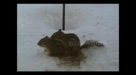 Chipmunks Mating Repeatedly