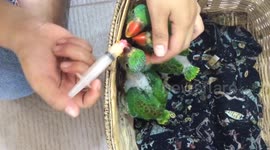 Baby parrots eating 'frenzy'