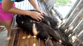 Don't you wish you could rub an otter?