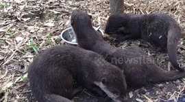 Otter pups are very cute when they eat. Three sisters!