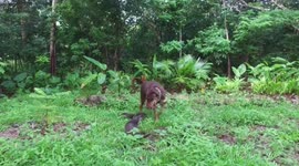 Otter pups and huge dog, Max, playing