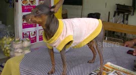 Chihuahua dog has a funny looking tooth