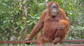 Orangutan sits watching people who are observing it