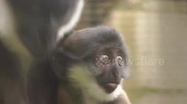 Adorable baby monkey bonds with mother