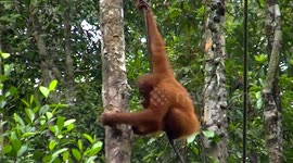 Orangutan smashes a coconut against tree to get the sweet juice