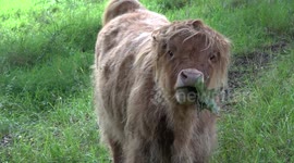 Highland Cattle in Glasgow's Pollok Country Park