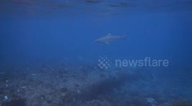 Shark Surfs in a Wave
