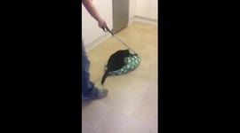 Crazy cat journey... around the kitchen!